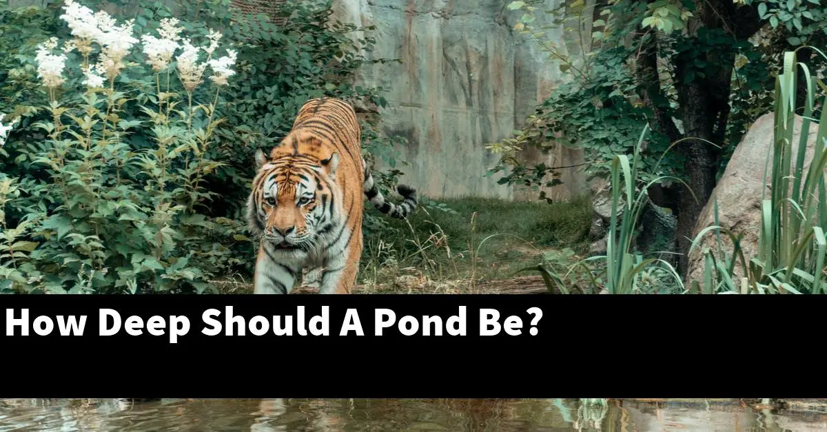 How Deep Should A Pond Be?