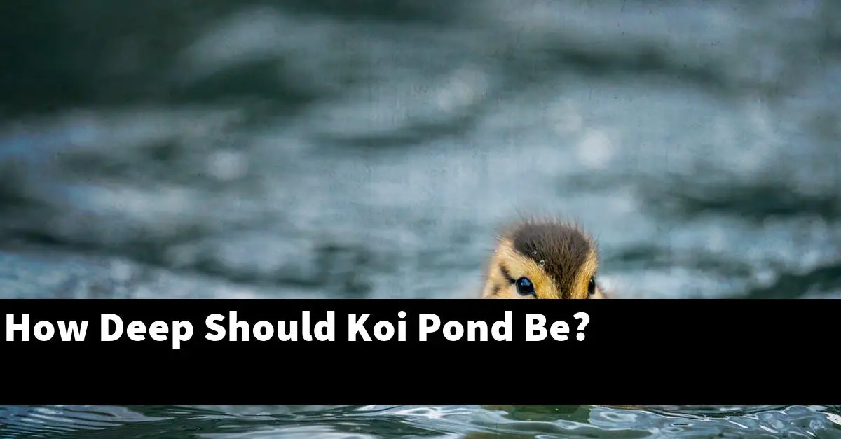 How Deep Should Koi Pond Be?