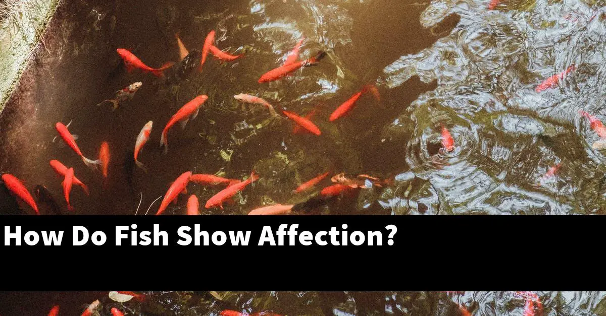 How Do Fish Show Affection?