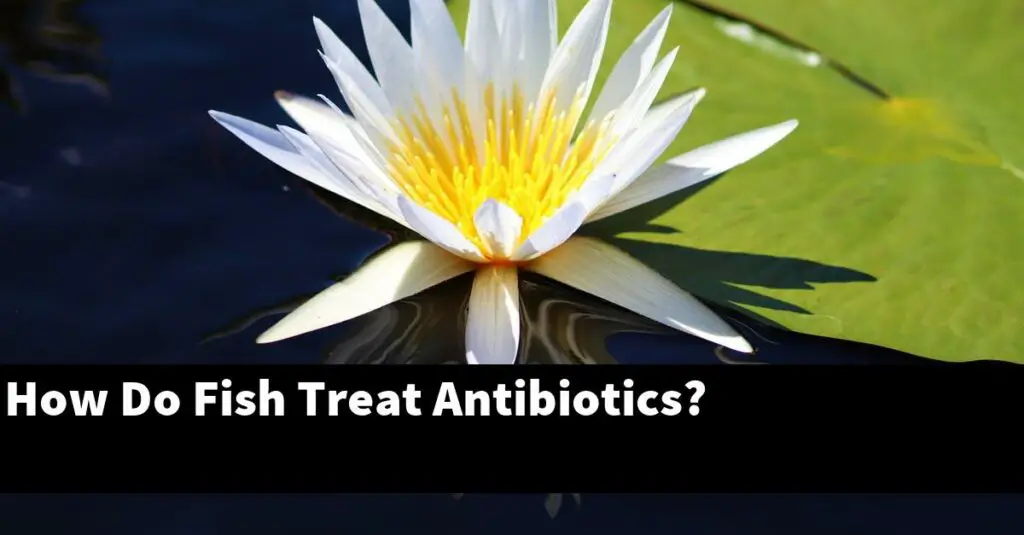 How Do Fish Treat Antibiotics? [2024 Guide] Gold Koi Fish