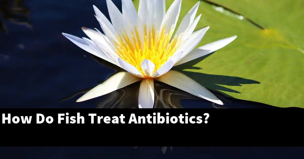 How Do Fish Treat Antibiotics?