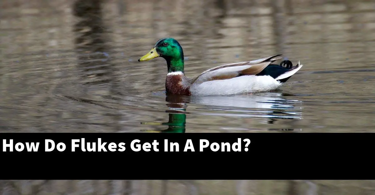 How Do Flukes Get In A Pond?