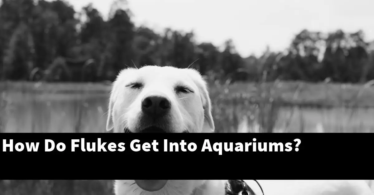 How Do Flukes Get Into Aquariums?