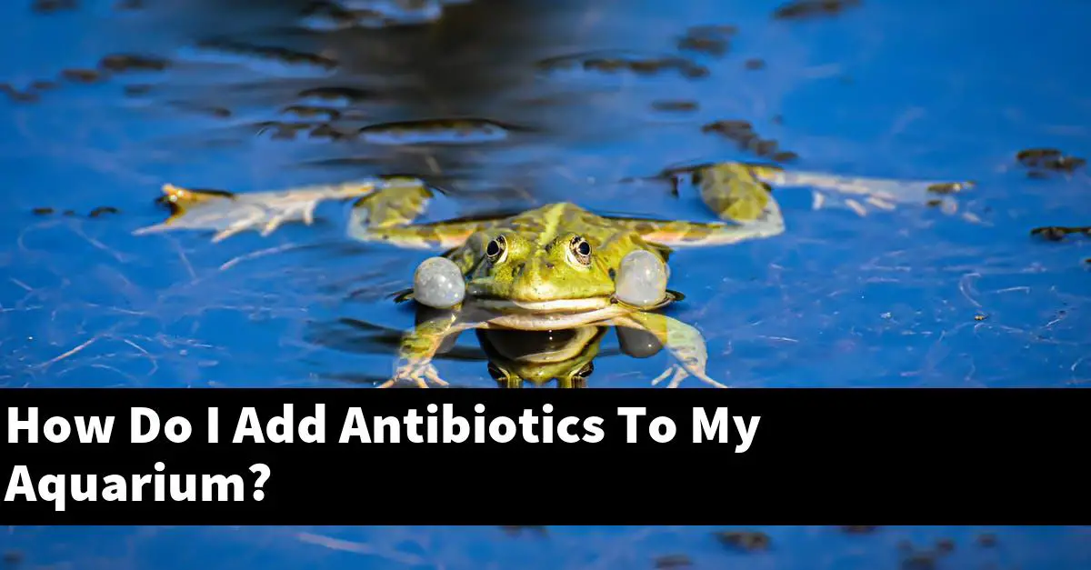 How Do I Add Antibiotics To My Aquarium?