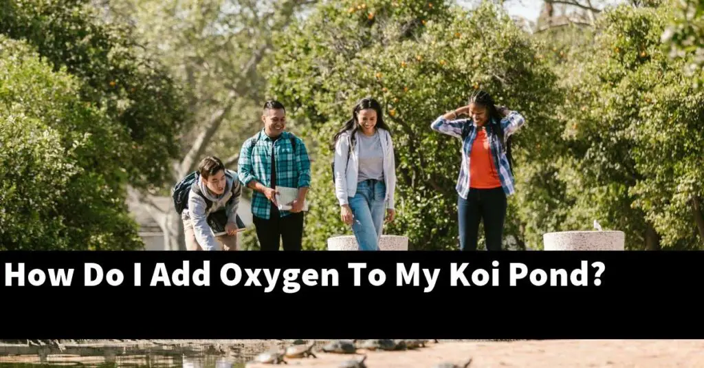 How Do I Add Oxygen To My Koi Pond? [2024 Guide] Gold Koi Fish
