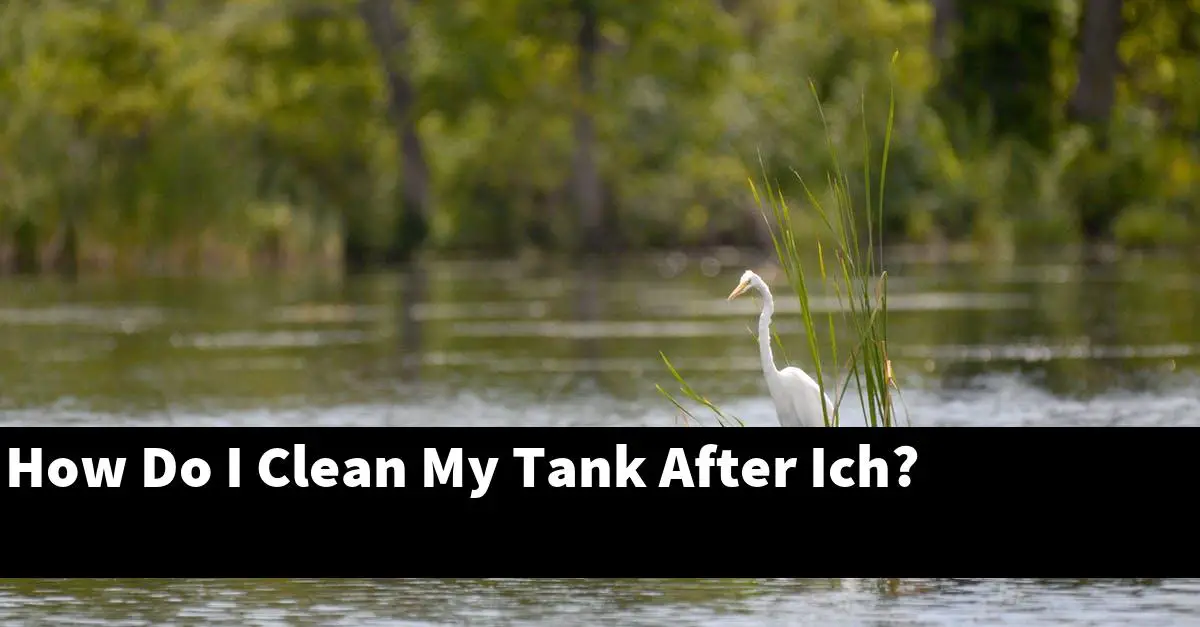How Do I Clean My Tank After Ich?