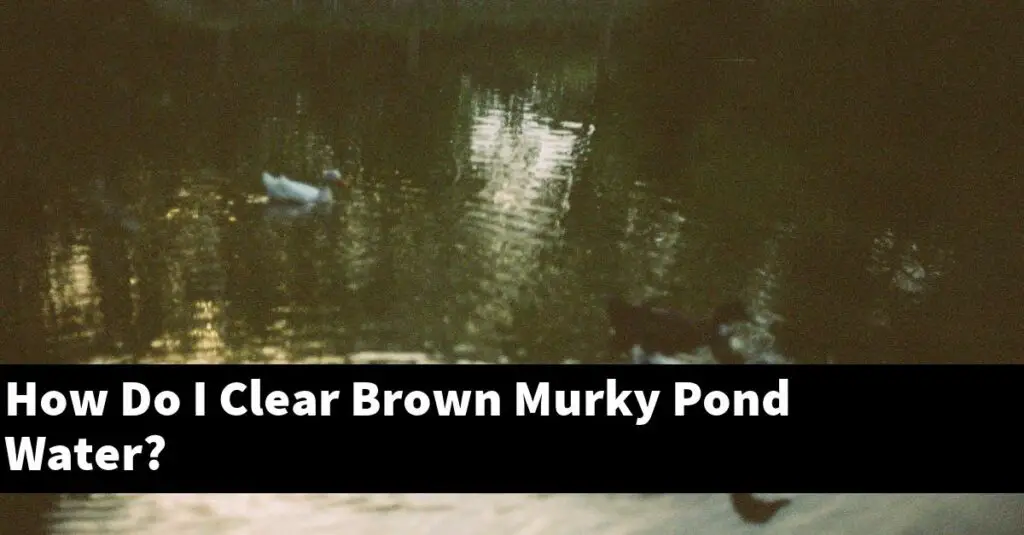 How Do I Clear Brown Murky Pond Water? [2024 Guide] Gold Koi Fish