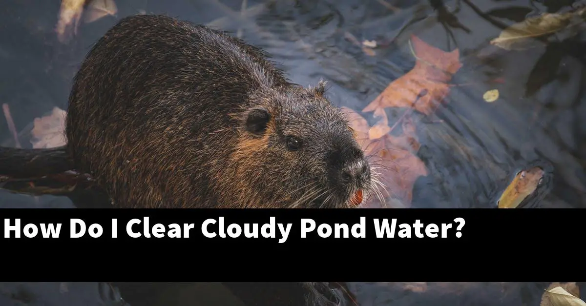 How Do I Clear Cloudy Pond Water?