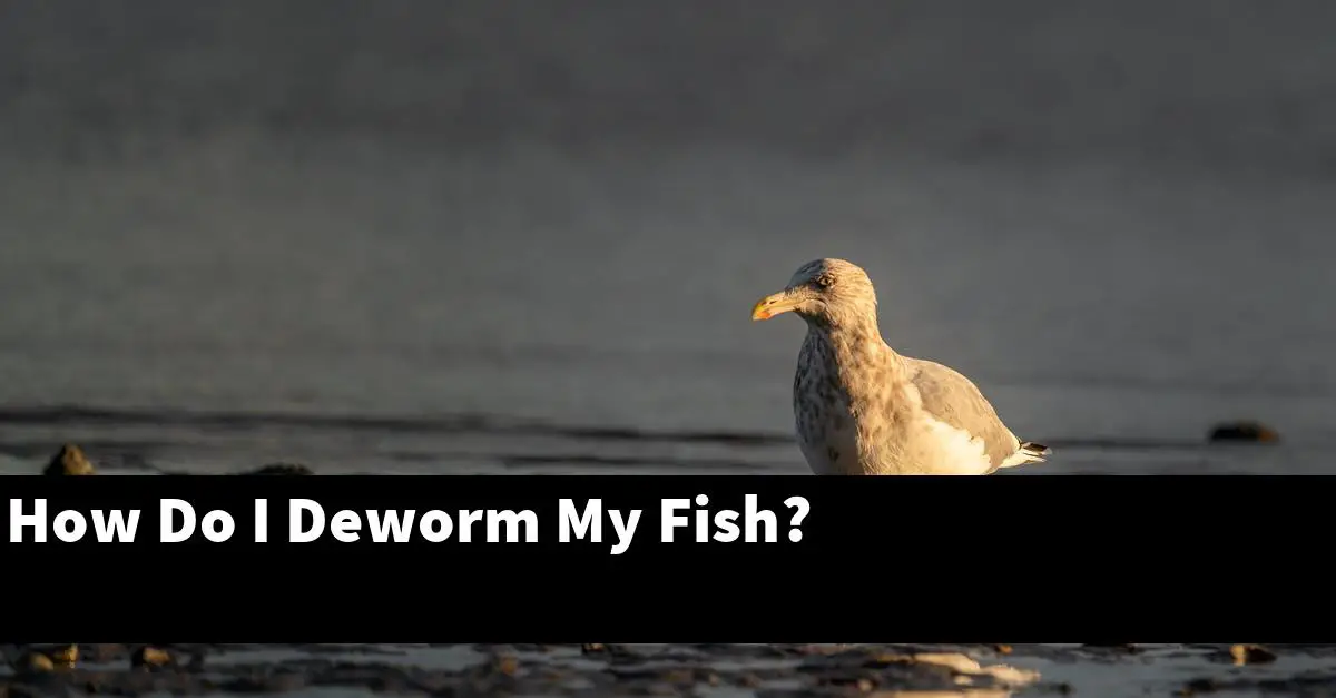 How Do I Deworm My Fish?