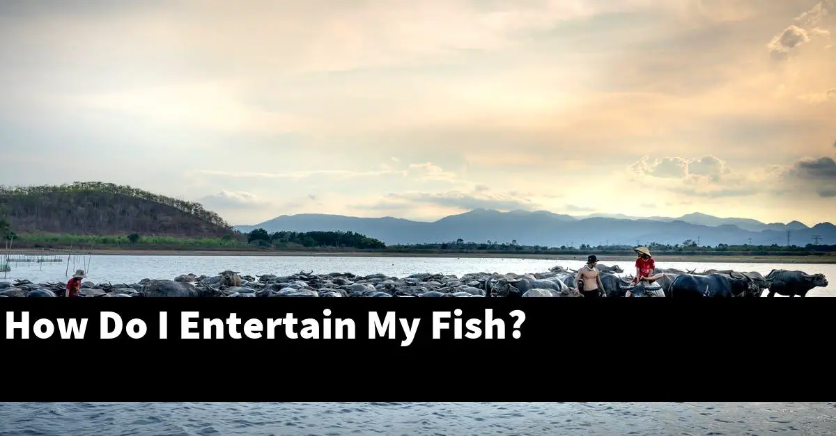 How Do I Entertain My Fish?