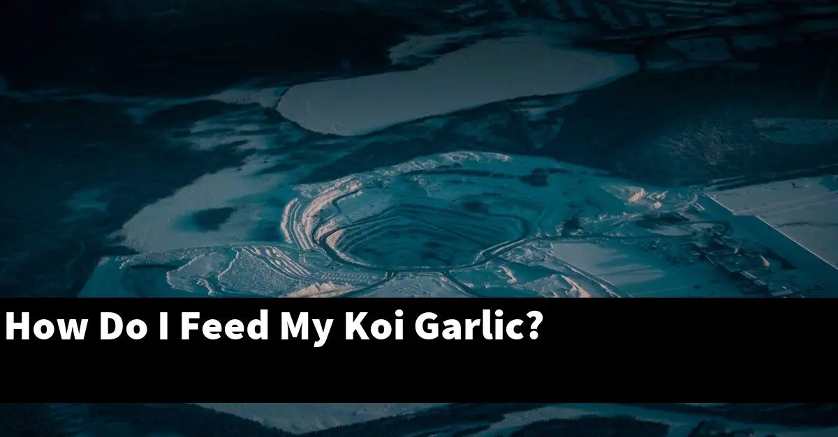 How Do I Feed My Koi Garlic?