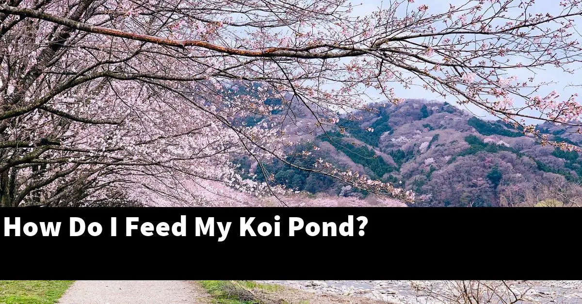 How Do I Feed My Koi Pond?