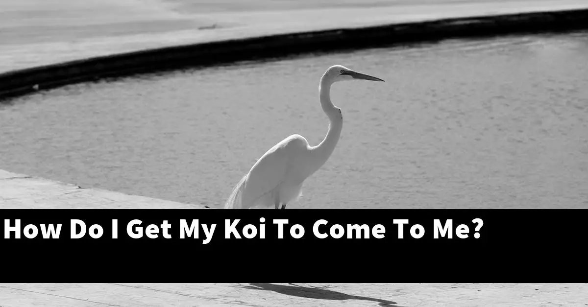 How Do I Get My Koi To Come To Me?