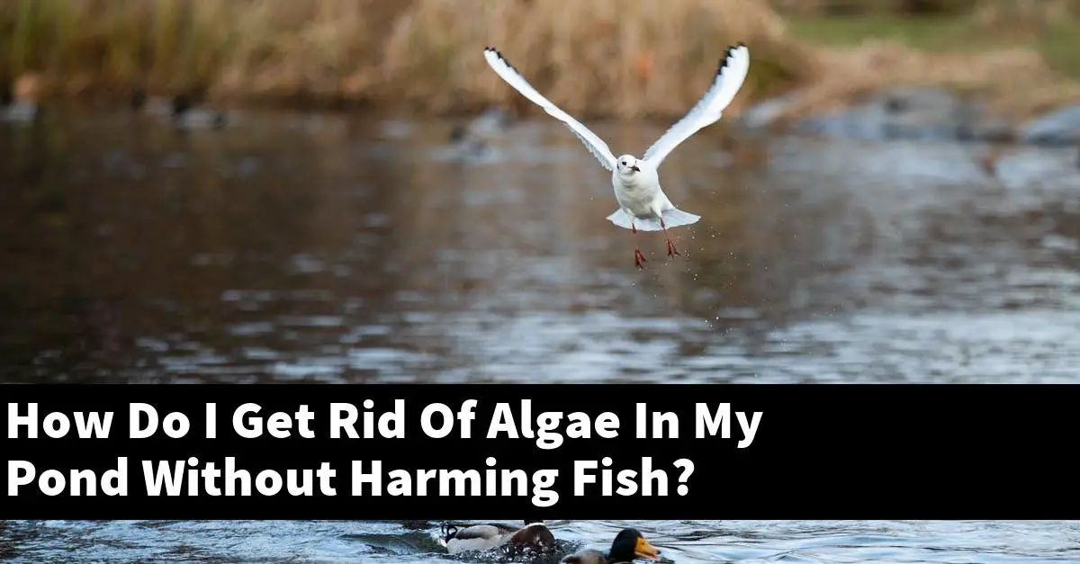 How Do I Get Rid Of Algae In My Pond Without Harming Fish?