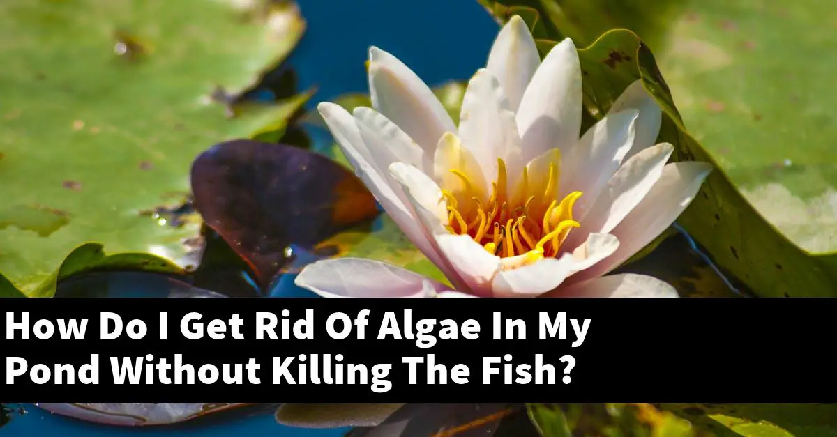 How Do I Get Rid Of Algae In My Pond Without Killing The Fish?