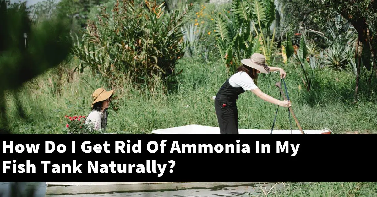 How Do I Get Rid Of Ammonia In My Fish Tank Naturally?