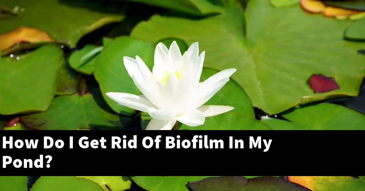 How Do I Get Rid Of Biofilm In My Pond?