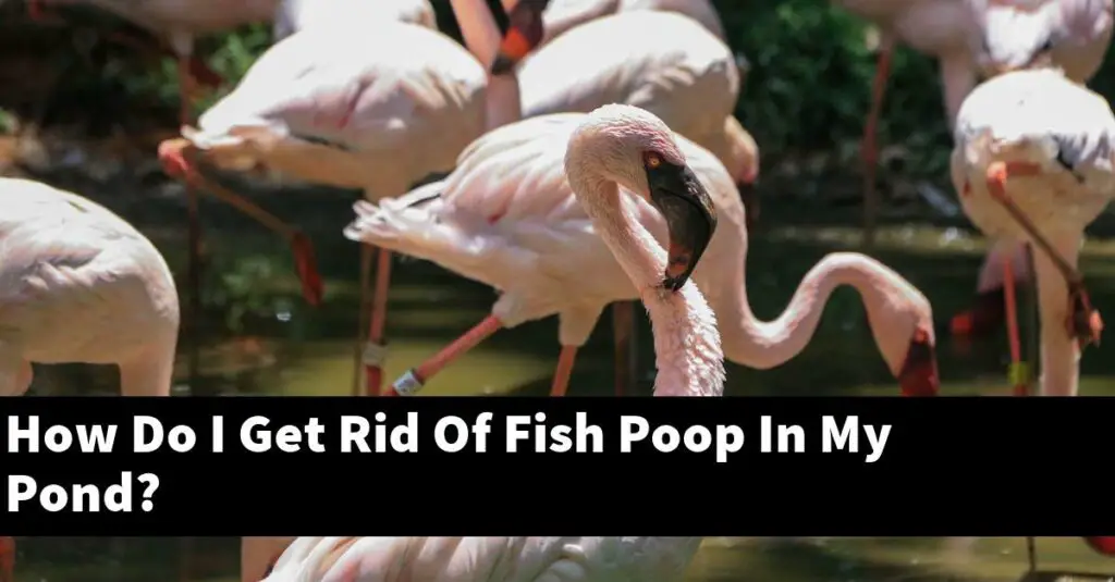 How Do I Get Rid Of Fish Poop In My Pond? [2024 Guide] Gold Koi Fish