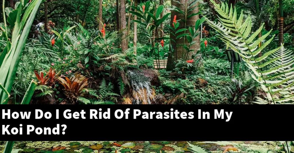 How Do I Get Rid Of Parasites In My Koi Pond? [2024 Guide] Gold Koi Fish