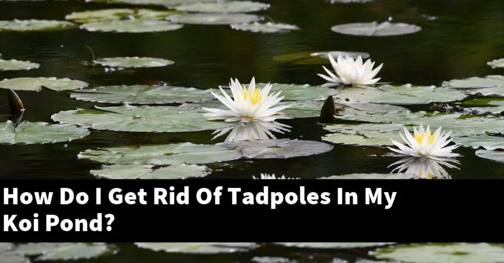 How Do I Get Rid Of Tadpoles In My Koi Pond? [2024 Guide] Gold Koi Fish