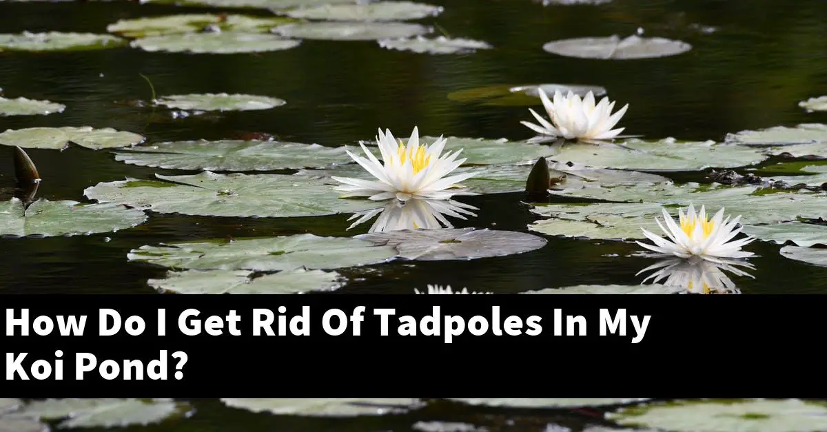 How Do I Get Rid Of Tadpoles In My Koi Pond?
