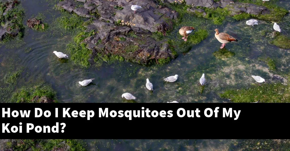 How Do I Keep Mosquitoes Out Of My Koi Pond?