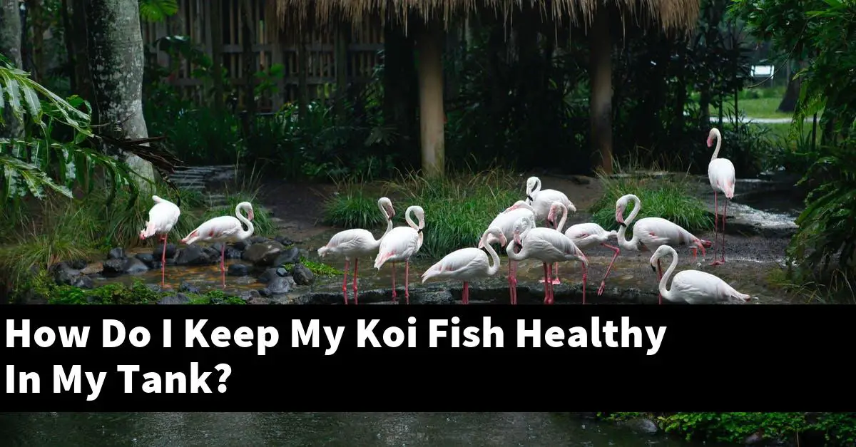 How Do I Keep My Koi Fish Healthy In My Tank?