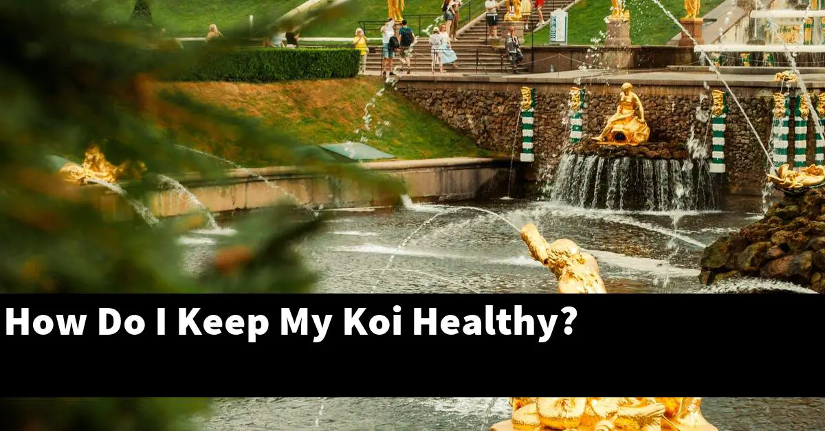 How Do I Keep My Koi Healthy?