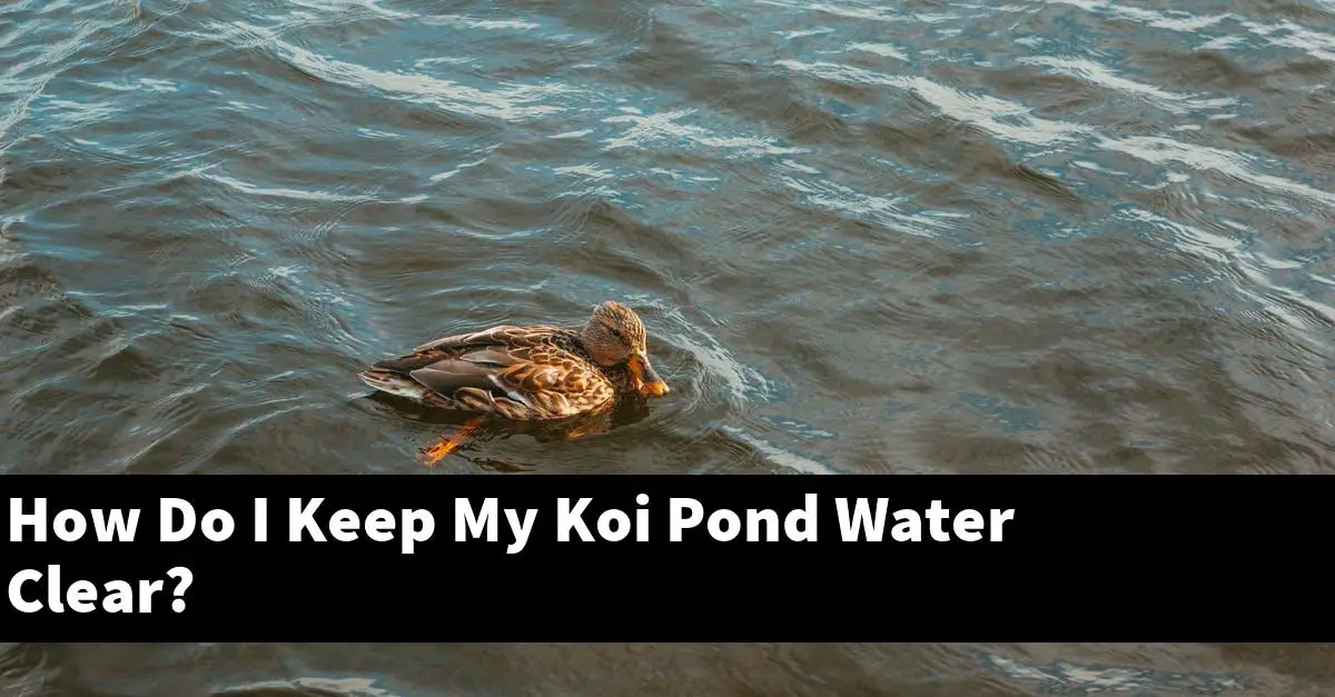How Do I Keep My Koi Pond Water Clear?