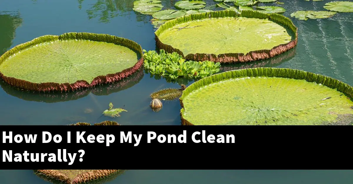 How Do I Keep My Pond Clean Naturally?