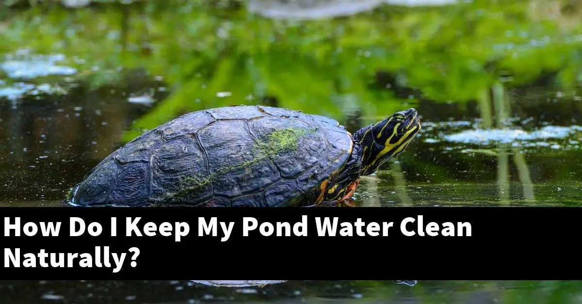 How Do I Keep My Pond Water Clean Naturally?