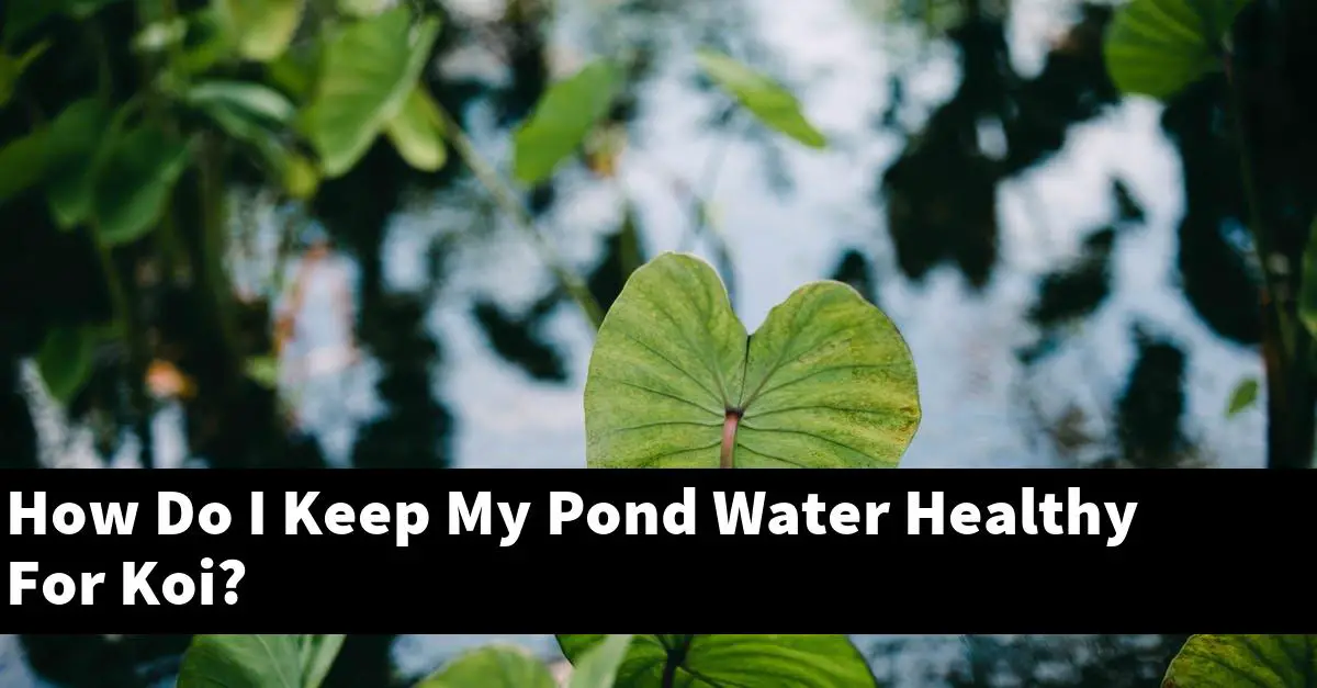 How Do I Keep My Pond Water Healthy For Koi?
