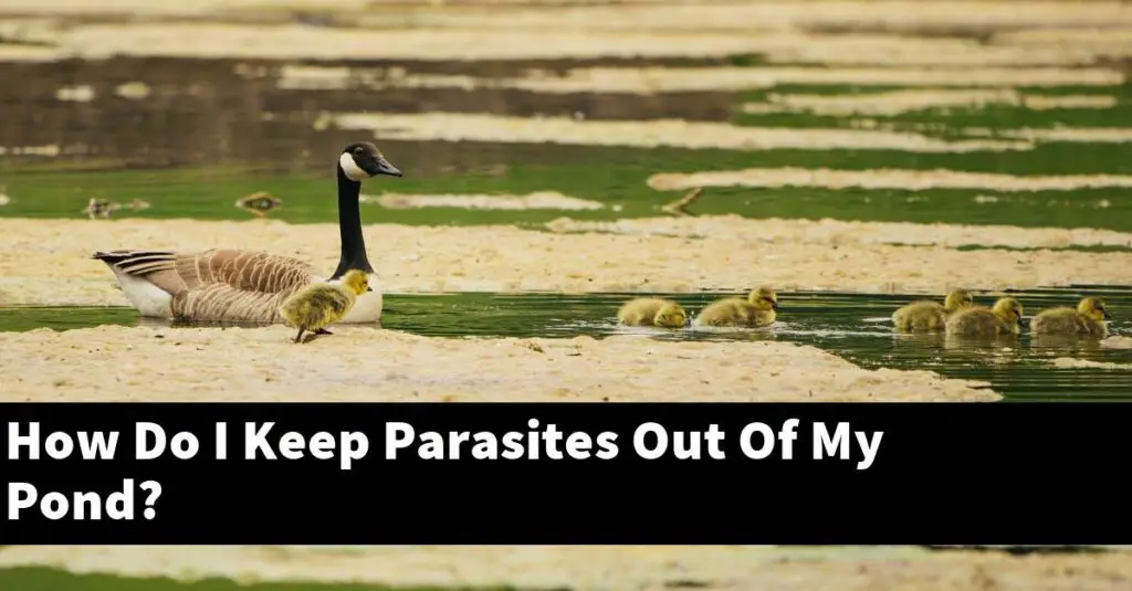 How Do I Keep Parasites Out Of My Pond? [2024 Guide] Gold Koi Fish