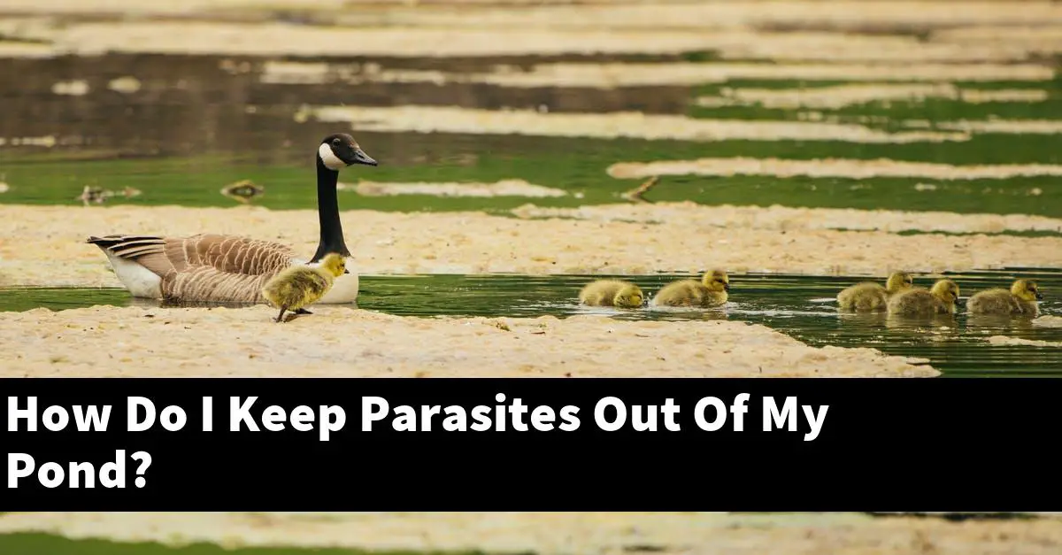 How Do I Keep Parasites Out Of My Pond?