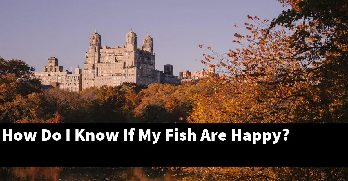How Do I Know If My Fish Are Happy?