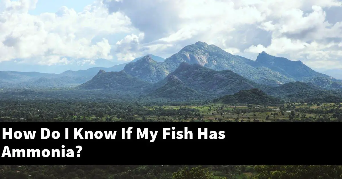 How Do I Know If My Fish Has Ammonia?