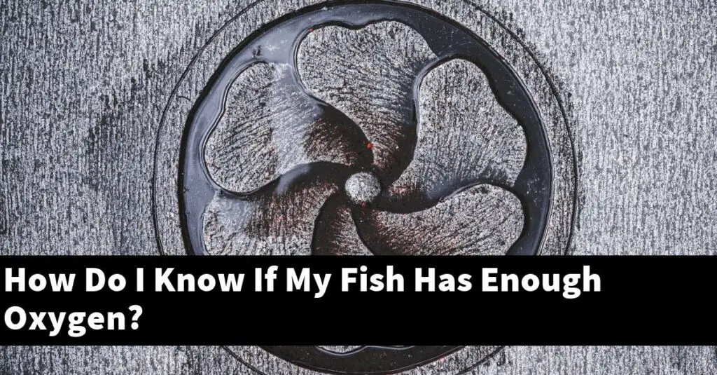 How Do I Know If My Fish Has Enough Oxygen? [2024 Guide] Gold Koi Fish