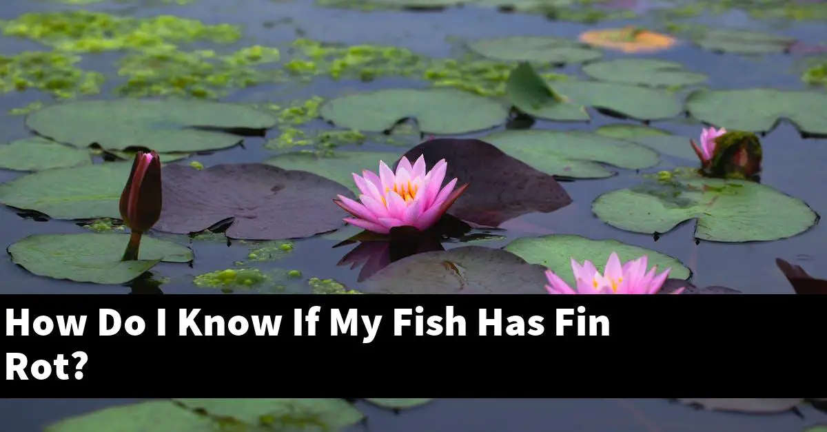 How Do I Know If My Fish Has Fin Rot?