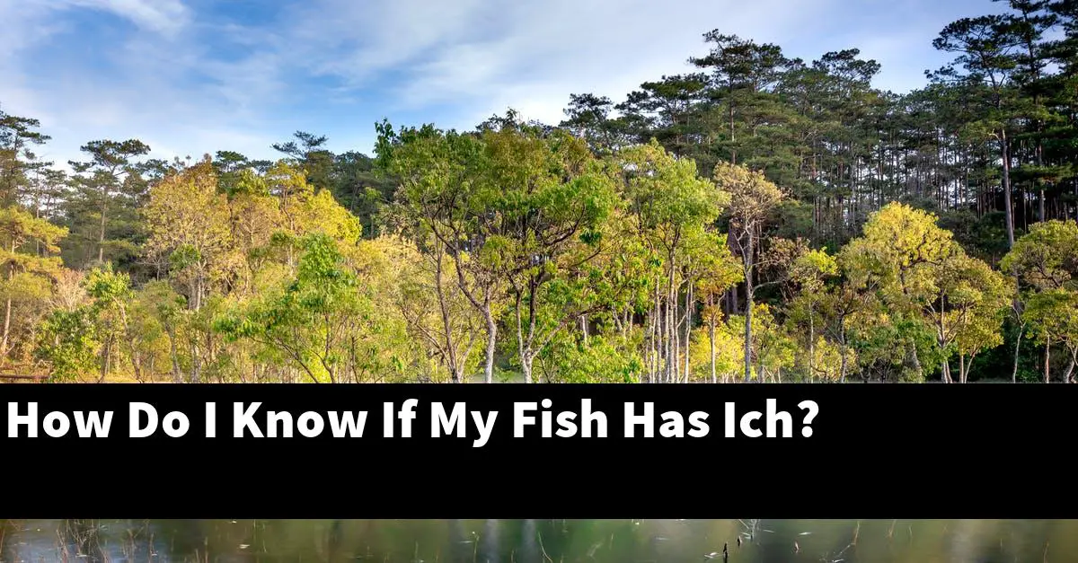 How Do I Know If My Fish Has Ich?