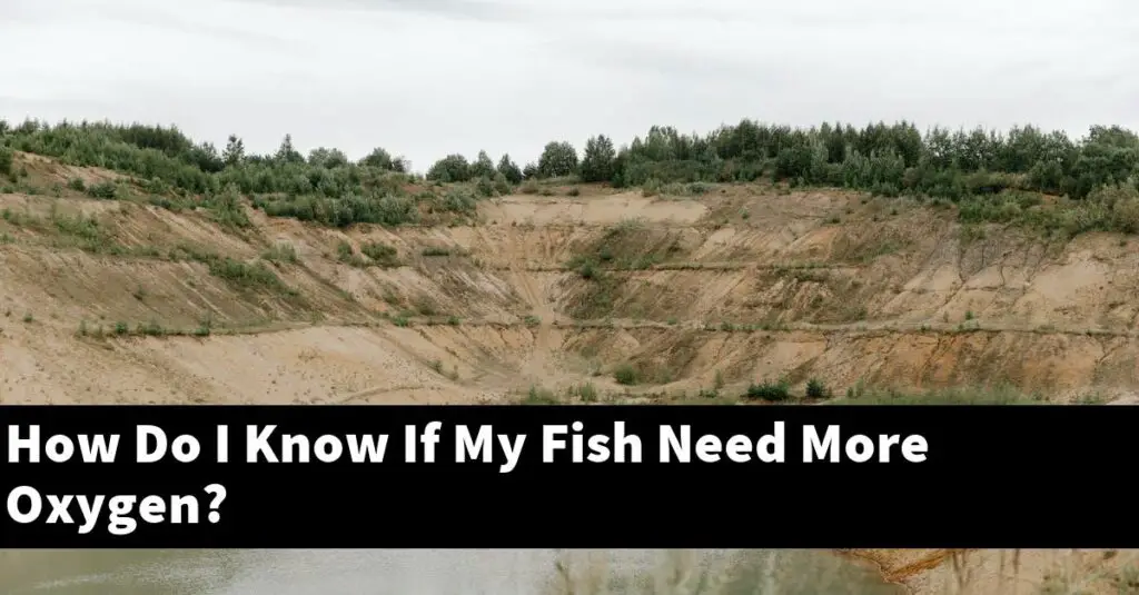 How Do I Know If My Fish Need More Oxygen? [2024 Guide] Gold Koi Fish