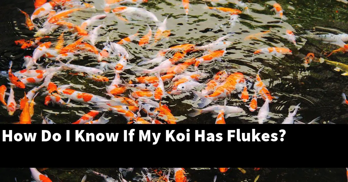 How Do I Know If My Koi Has Flukes?