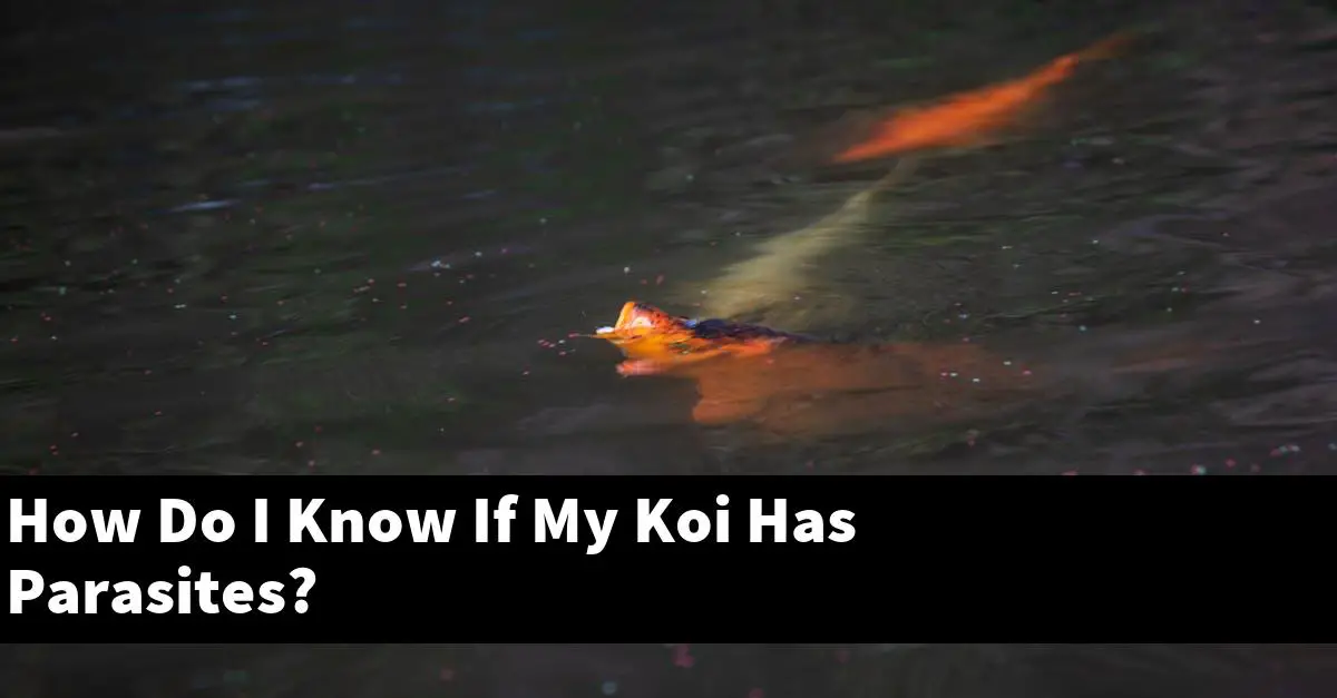 How Do I Know If My Koi Has Parasites?