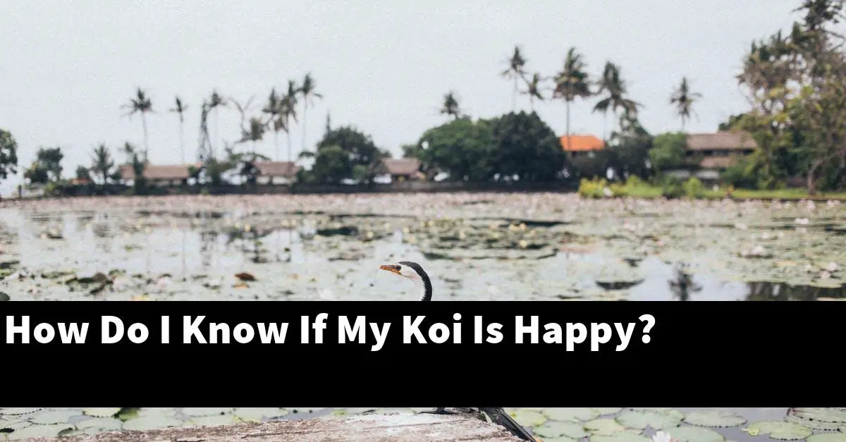 How Do I Know If My Koi Is Happy?