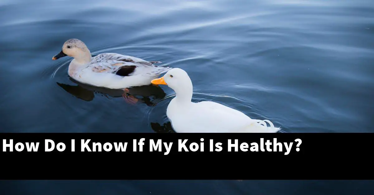 How Do I Know If My Koi Is Healthy?