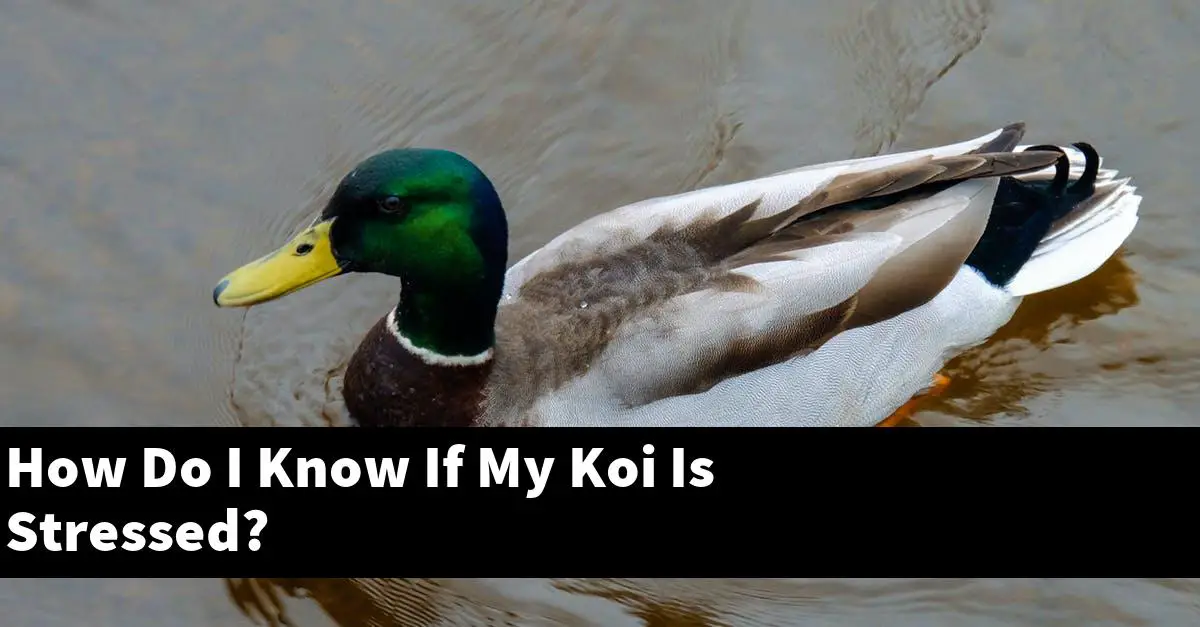 How Do I Know If My Koi Is Stressed?