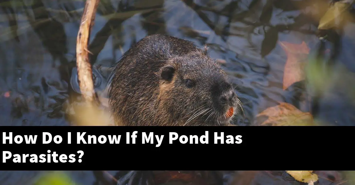 How Do I Know If My Pond Has Parasites?