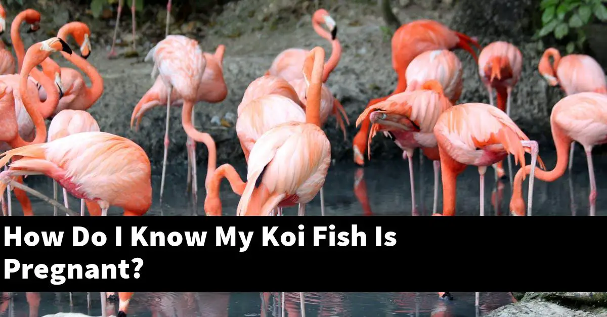 How Do I Know My Koi Fish Is Pregnant?