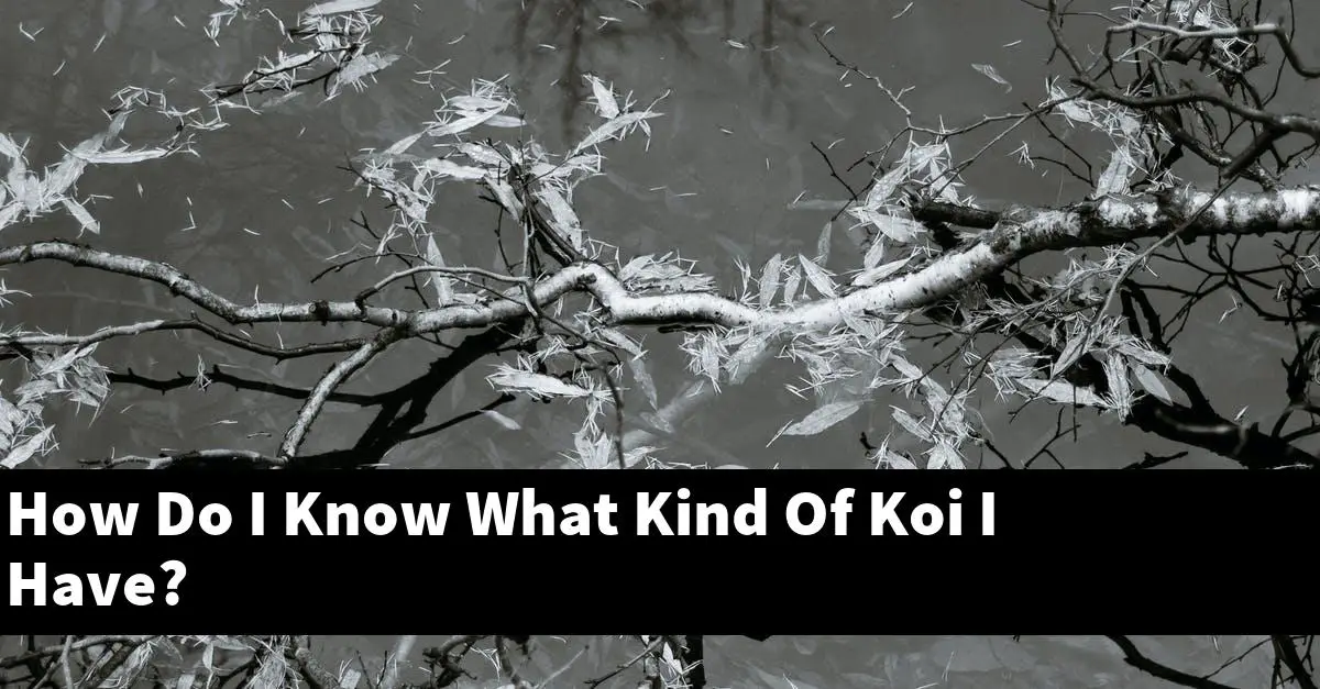 How Do I Know What Kind Of Koi I Have?