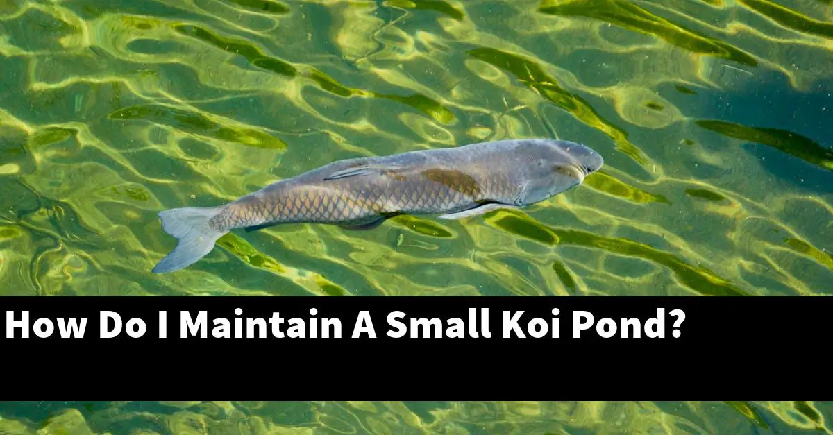 How Do I Maintain A Small Koi Pond?
