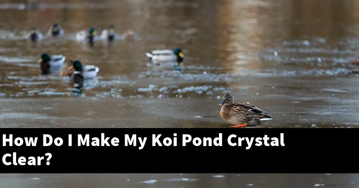 How Do I Make My Koi Pond Crystal Clear?